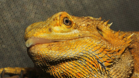 close up head bearded dragons lizardの写真素材