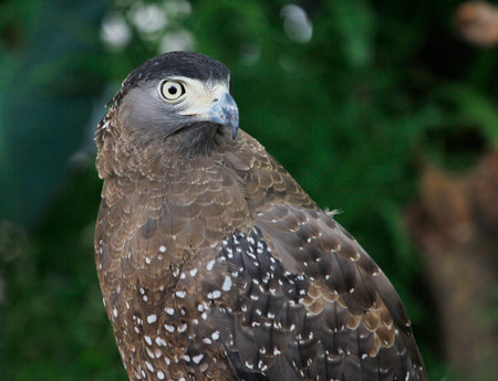 close up hawk bird