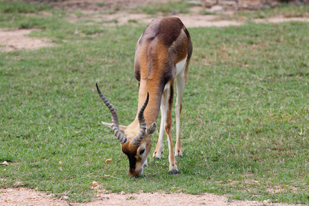 Thomson's gazelle eat grassの写真素材