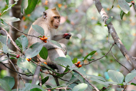 monkey eat food on tree in thailand