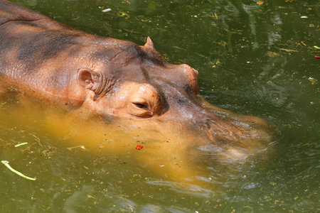 close up hippopotamus in waterの写真素材
