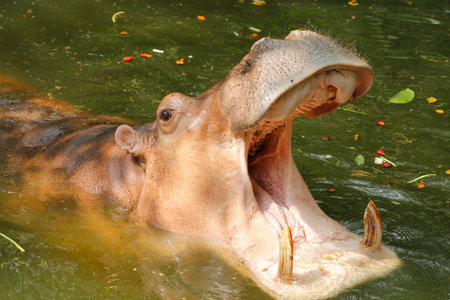 Adult Hippopotamus (Hippopotamus amphibius) with mouth openの写真素材