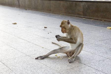 monkey eat