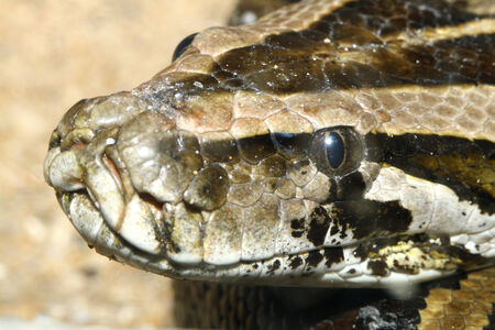 Snake head close up pictureの写真素材