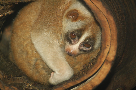 slow loris monkey on tree IN thailandの写真素材