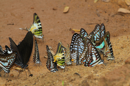 butterfly group in forest thailandの写真素材
