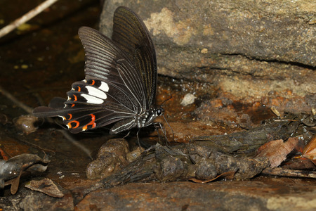 black butterfly in nature waterfall thailandの写真素材