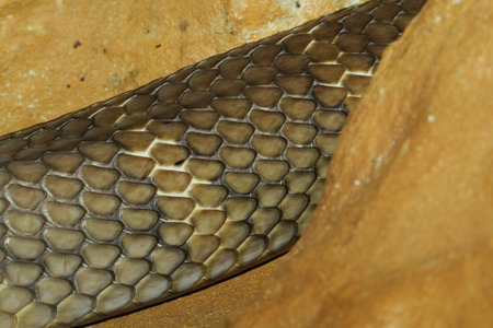 close up king cobra snake skin