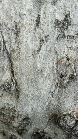 Wood texture in forest thailand