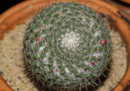Close up of cactus on pot in gardenの写真素材