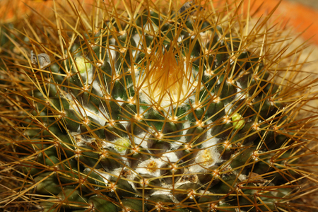 Close up of globe shaped cactus with long thorns in gardenの写真素材