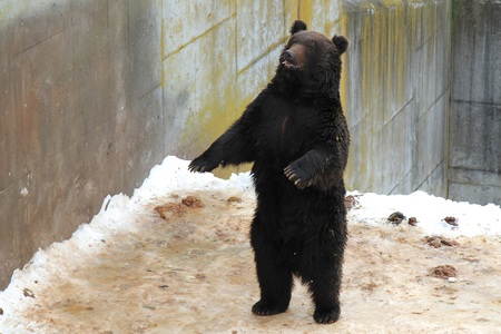 Japanese Brown bear. The Park of the bears in Japan,Hokkaido.の写真素材