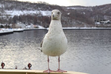 Seagull open mouth  perching on cruise ship in hokkaido japanの写真素材