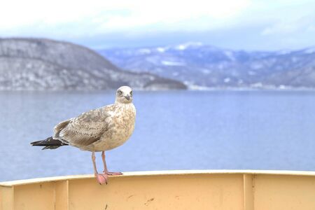 Seagull open mouth  perching on cruise ship in hokkaido japanの写真素材