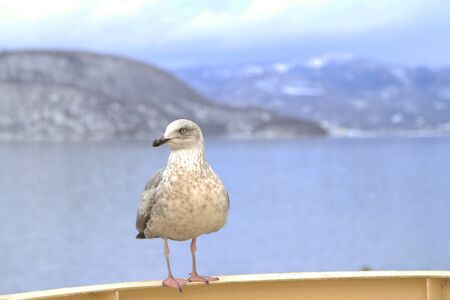 Seagull open mouth  perching on cruise ship in hokkaido japanの写真素材