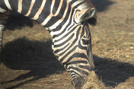 close up zebra eatting grass.の写真素材