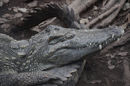 salt crocodile sleep on canal