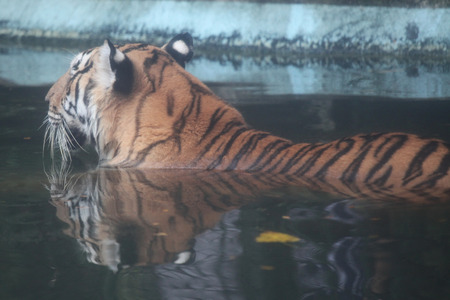 tiger sit in water.の写真素材