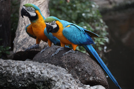 macaw parrot bird in thailand.