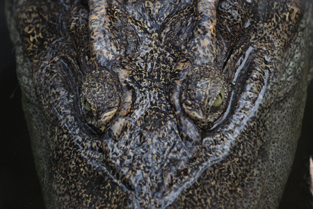 close up eye crocodile in water.の写真素材