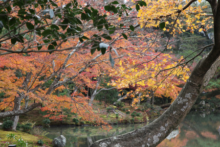 the garden autumn in kyoto at japan.の写真素材