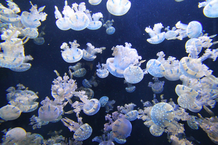 Background of Jellyfish.の写真素材