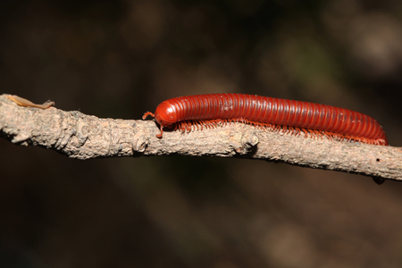 The millipede on branch.の写真素材