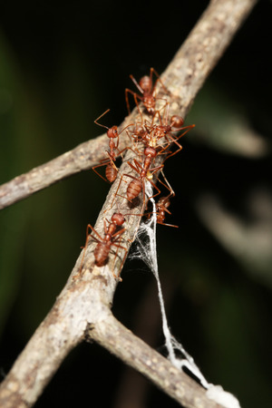Group red ant on branch.の写真素材