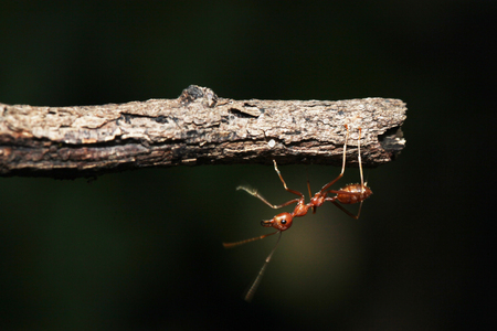 Red ant on branch.の写真素材