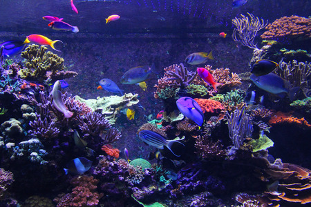 Wonderful underwater world with corals and fish in singapore.の写真素材