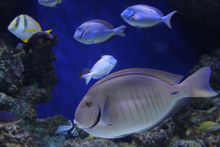  Fish swimming in S.E.A. aquarium at Singapore.のeditorial素材