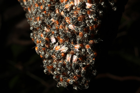 Close up group bee in honeycomb on tree.の写真素材