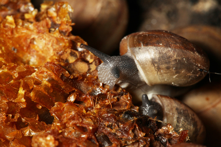 Group Snail eating on food .の写真素材