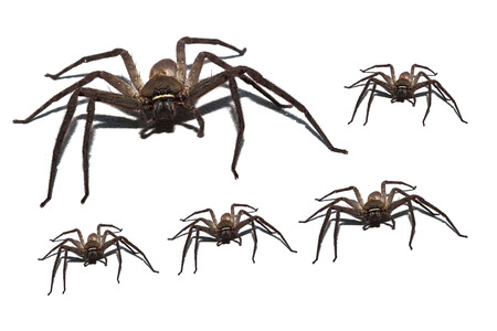 Spider wolf isolated on white background.の写真素材