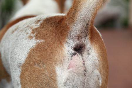 Close up bottom brown and white thai dog.の写真素材