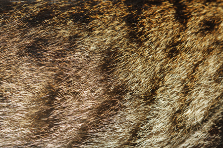 Gray cat skin for background.の写真素材