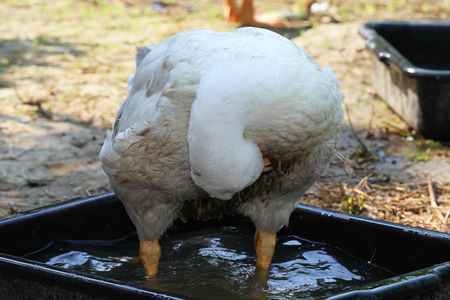 Close up Bathing geese in garden at home thailandの写真素材