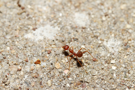 Oecophylla smaragdina Fabricius (red ant) on floor.の写真素材