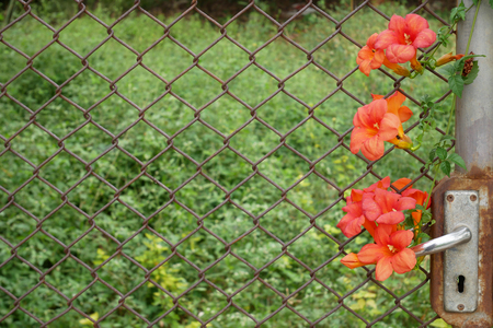 close up Old door and cage have orange flowerの写真素材