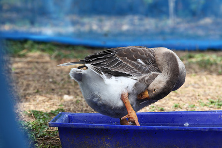 gray goose play water in side mini pool.の写真素材