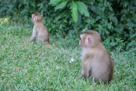 Baby monkeys sitdown in front of forest .の写真素材
