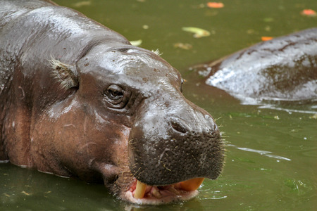 Dwarf hippopotamus in waterの写真素材