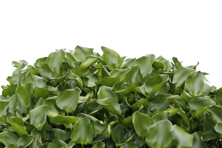 close up water hyacinth in nature on white backgroundの写真素材
