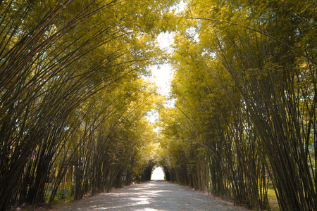 Autumn tone Bamboo forest in thailandの素材 [FY310123805276]