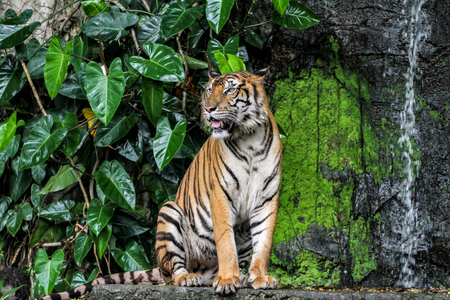 tiger show tongue walking  in front of mini waterfallの写真素材