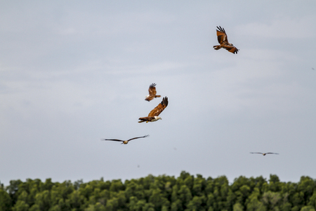 Group red eagle on the sky in nature at thailandの写真素材