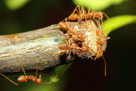 group red ant on stick tree in nature at forest thailandの写真素材