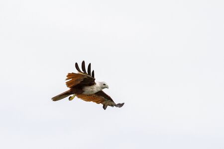 Red eagle on the Sky in nature at thailandの写真素材