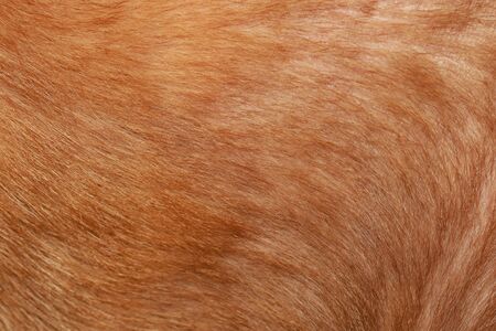 close up brown dog skin for texture and pattern.の写真素材