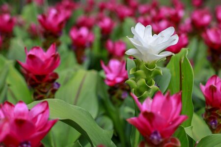 Close up white Krachiew flowers in pink flower background at natureの写真素材